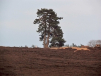 Kiefer in der Westruper Heide 2012