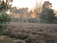 Westruper Heide 2012